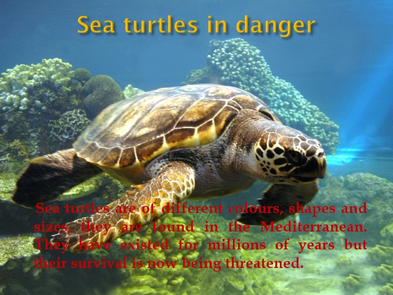 Sea turtles in danger      Sea turtles are of different